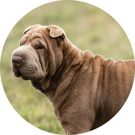 elwood-foto